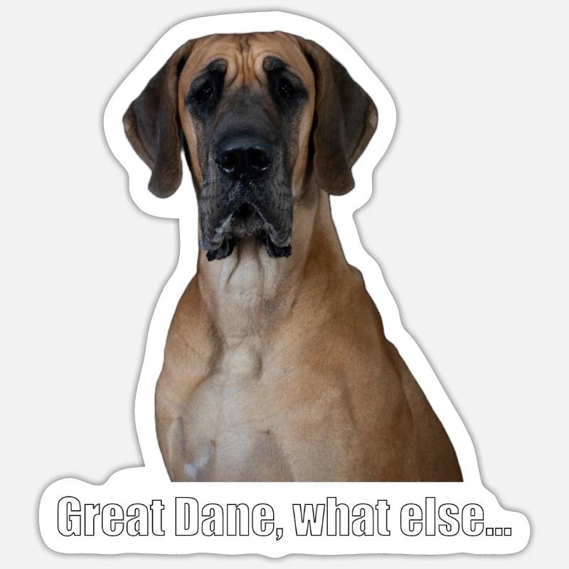 Great Dane, what else... - Sticker Größe S (10 x 10 cm) - Mattweiß