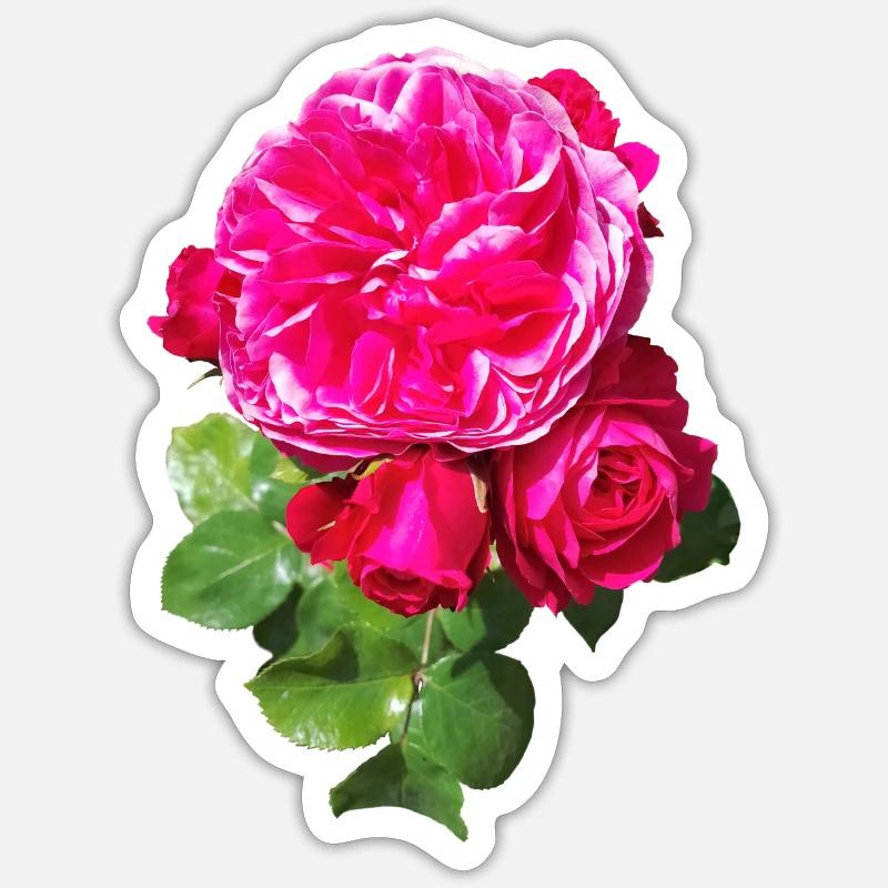 Pink spring rose - Sticker size S (10 x 10 cm) - white matte