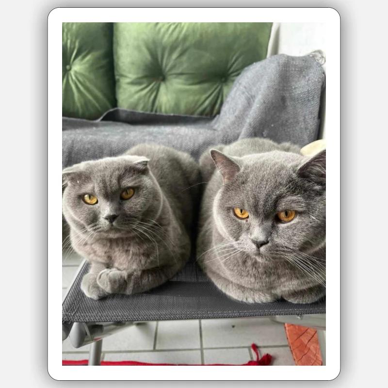 Chats câlins - Sticker taille S (10 x 10 cm) - blanc mat