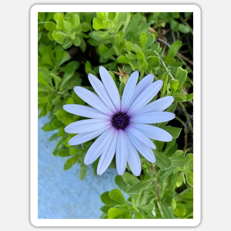 Margarite - Sticker Größe S (10 x 10 cm) - Mattweiß