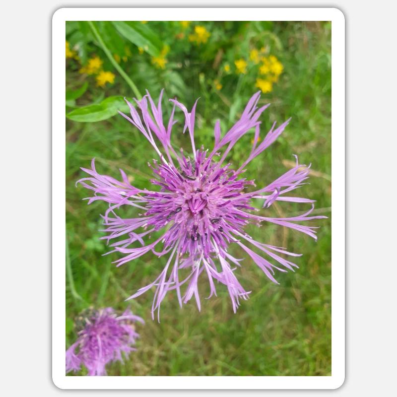 centaurée Centaurea scabiosa Sticker taille S (10 x 10 cm)