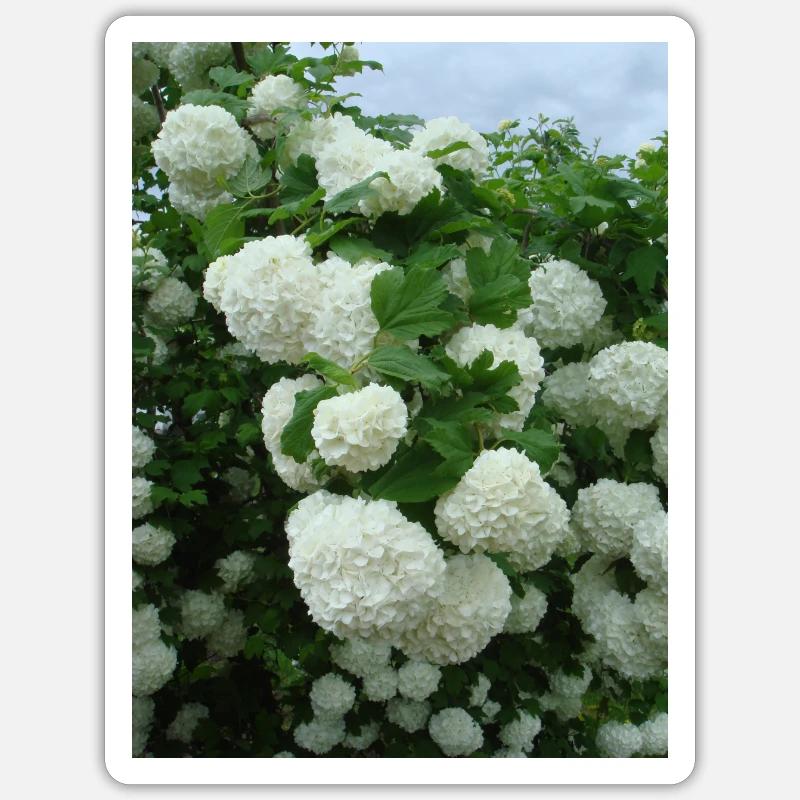 Branches boule de neige blanches - Printemps Sticker taille S (10 x 10 cm)