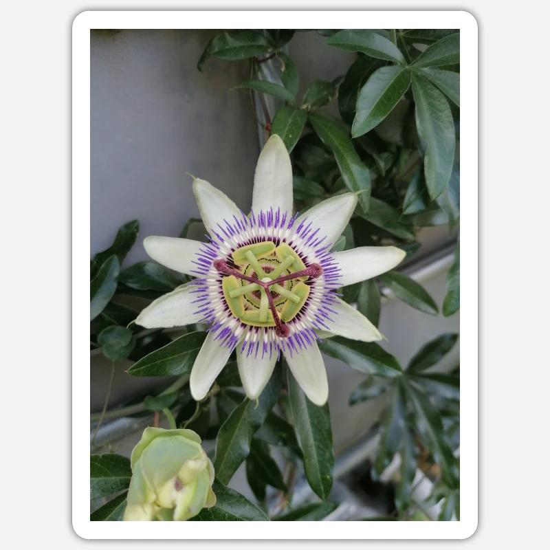 Passion Fruit Flower Passiflora - Sticker size S (10 x 10 cm) - white matte