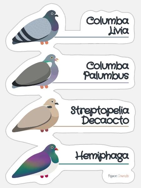 Lateinische Bezeichnung für Taube - Columba Livia - Sticker Größe S (10 x 10 cm) - Mattweiß
