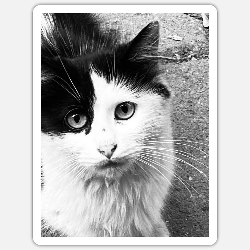 Feline - Sticker size S (10 x 10 cm) - white matte