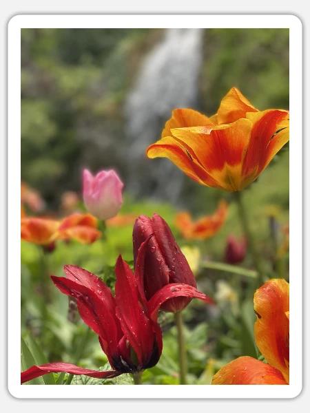 Tulips colorful - Sticker size S (10 x 10 cm) - white matte