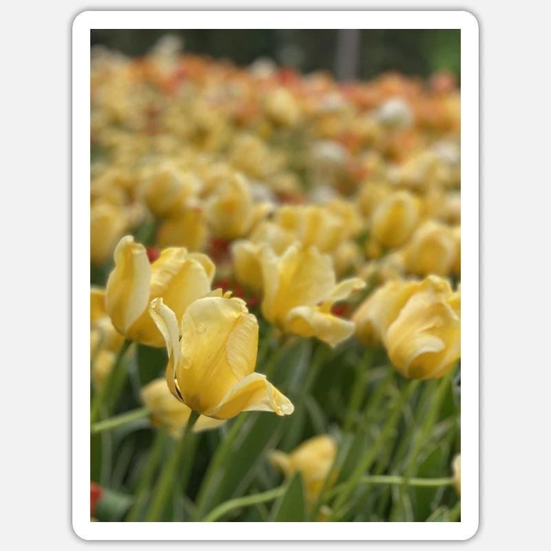 Tulpenmeer gelb - Sticker Größe S (10 x 10 cm) - Mattweiß