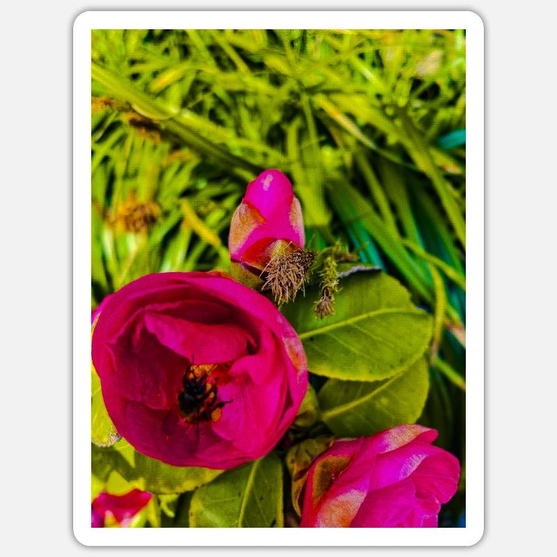 Roses roses dans le jardin vert - Sticker taille S (10 x 10 cm) - blanc mat