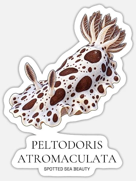 Peltodoris atromaculata – Fleckige Meeresschönheit - Sticker Größe S (10 x 10 cm) - Mattweiß