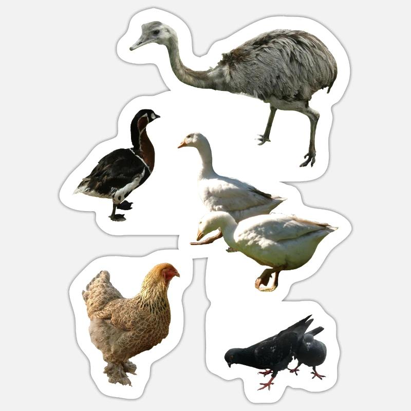 Poultry - Sticker size S (10 x 10 cm) - white matte