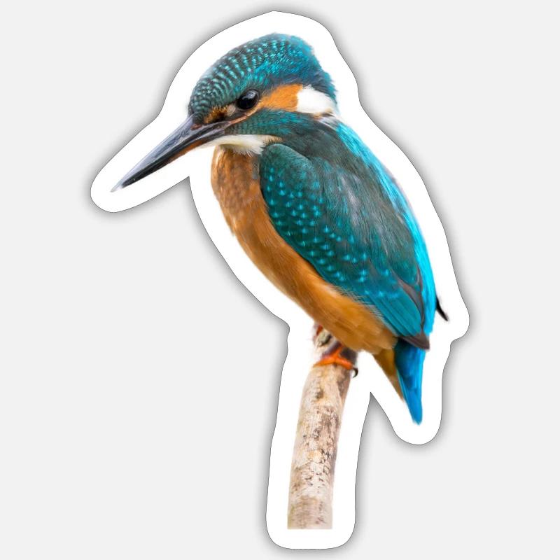 Eisvogel - Kingfisher - Sticker Größe S (10 x 10 cm) - Mattweiß