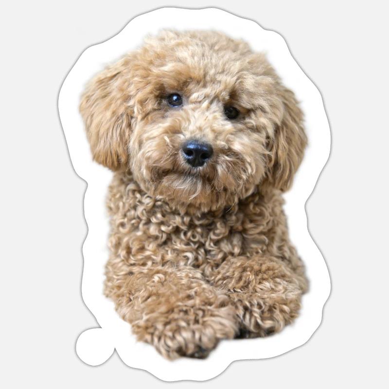 Caniche Pepe - Sticker taille S (10 x 10 cm) - blanc mat