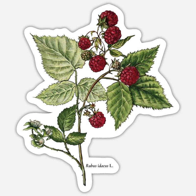 Raspberry - Sticker size S (10 x 10 cm) - white matte