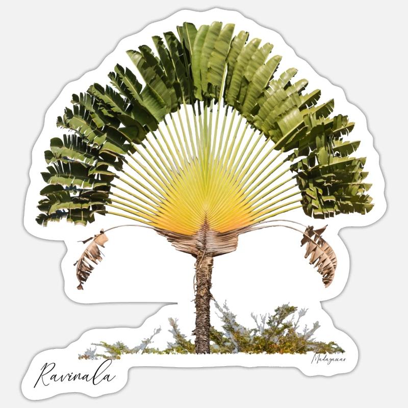 Ravinala Madagaskar - Sticker Größe S (10 x 10 cm) - Mattweiß