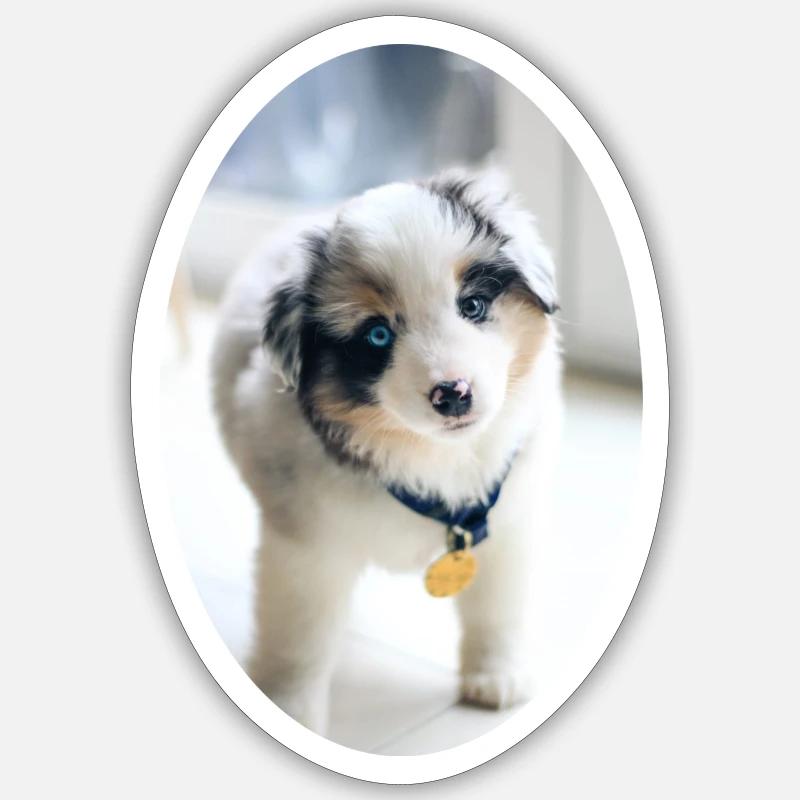 Ein ganz junger Australien Shepherd Sticker Größe S (10 x 10 cm)