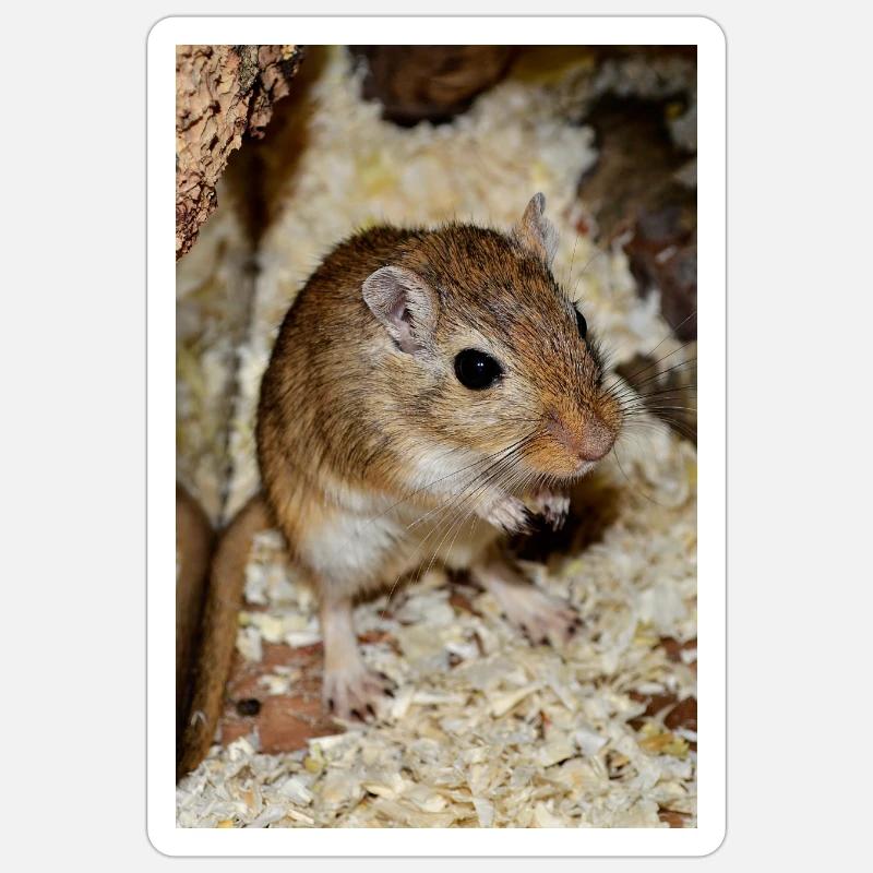 gerbil - Sticker size S (10 x 10 cm) - white matte