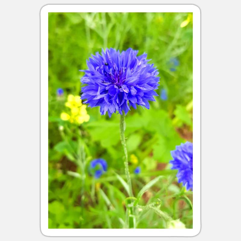 bluebottle also cornflower cornflower cyan - Sticker size S (10 x 10 cm) - white matte