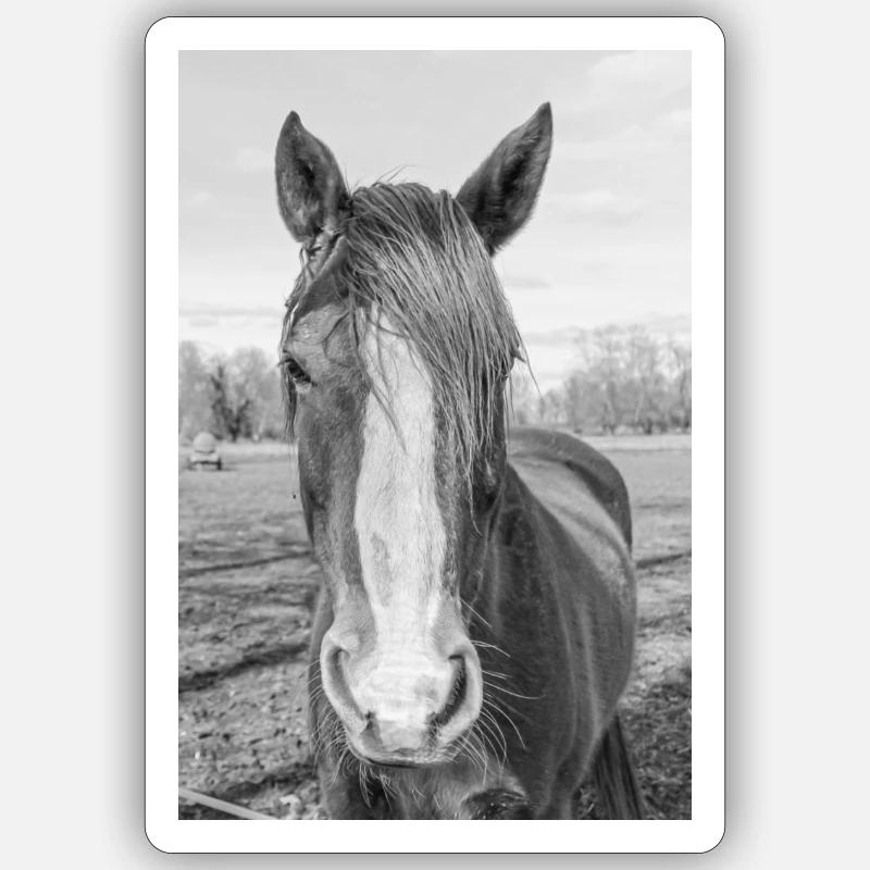 das Pferd Sticker Größe S (10 x 10 cm)