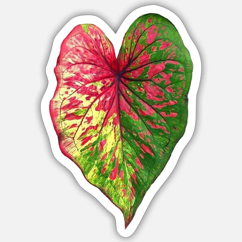 Caladium _ الكلاديوم _ Kaladie - Sticker taille S (10 x 10 cm) - blanc mat