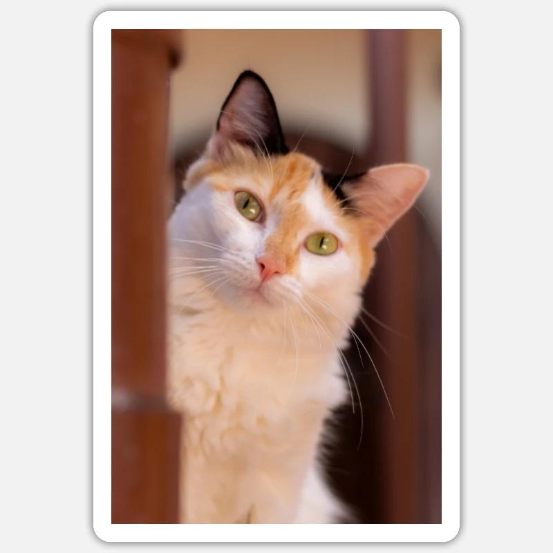 Die Katze Sticker Größe S (10 x 10 cm)