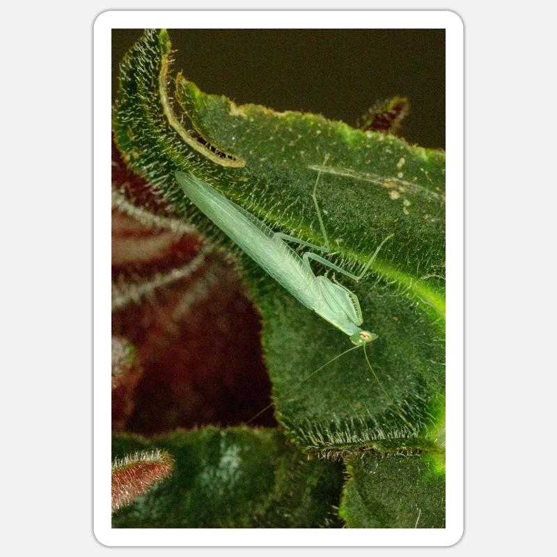 Tropidomantis cf tenue - Sticker size S (10 x 10 cm) - white matte