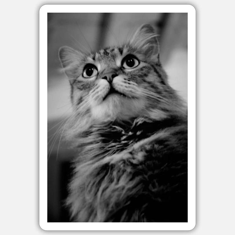 Chat - Sticker taille S (10 x 10 cm) - blanc mat