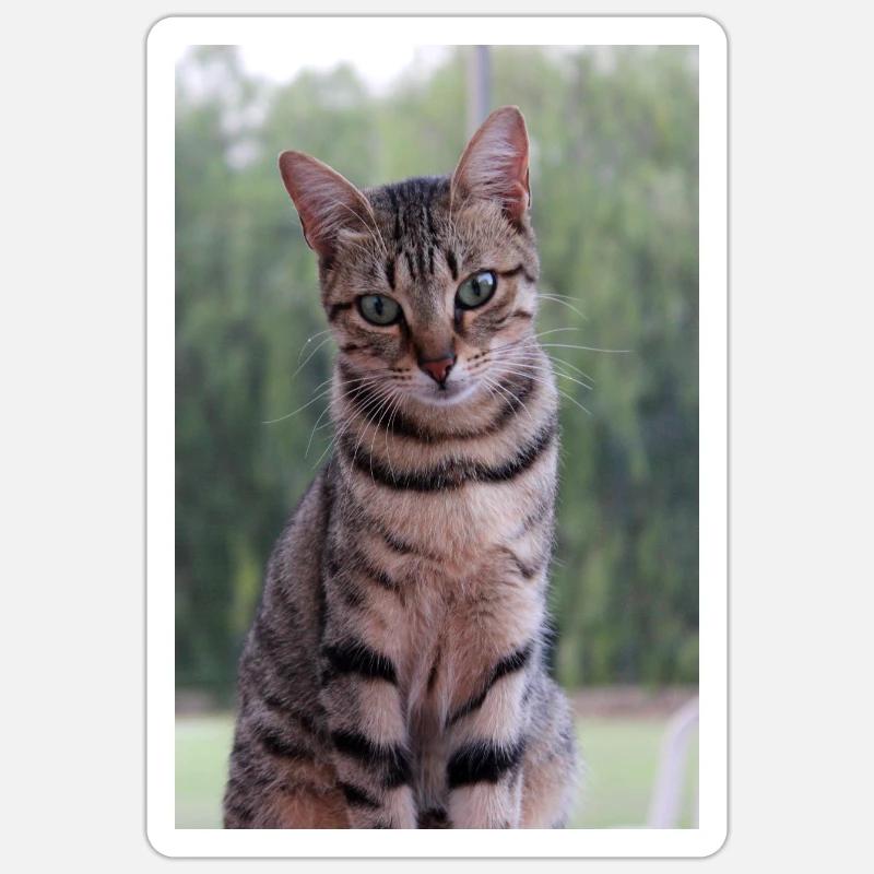 Chaton Chaton - Sticker taille S (10 x 10 cm) - blanc mat