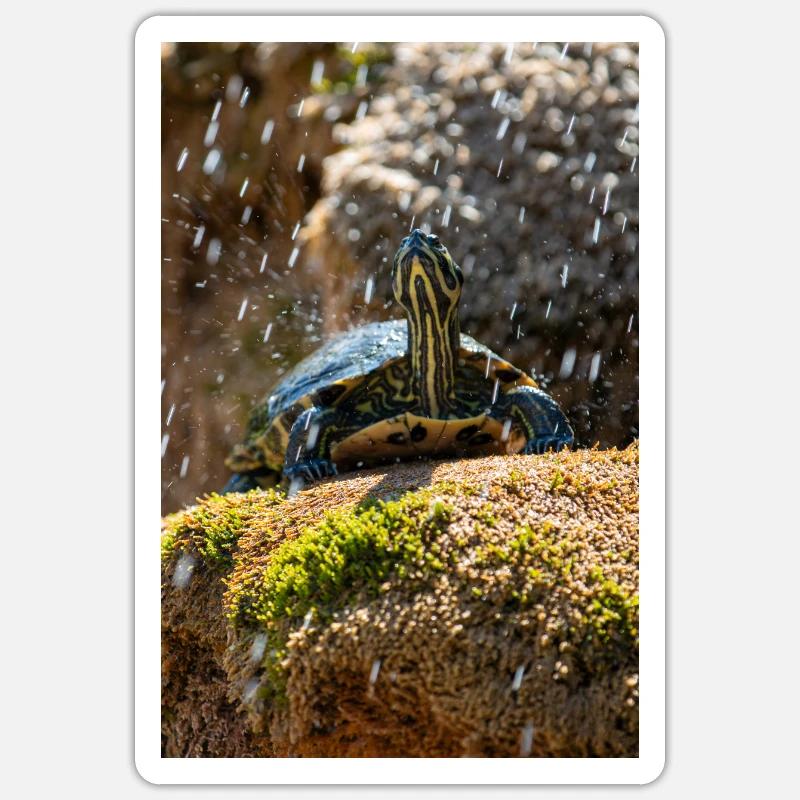 Trachemys scripta scripta scripta Sticker taille S (10 x 10 cm)