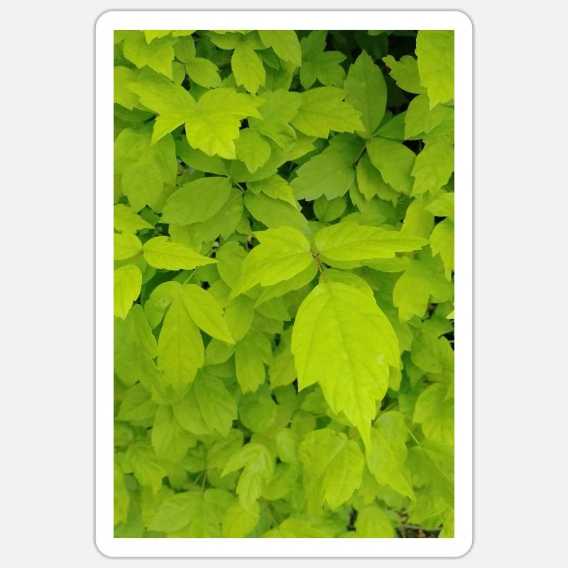 Ash maple / Acer negundo - Sticker size S (10 x 10 cm) - white matte