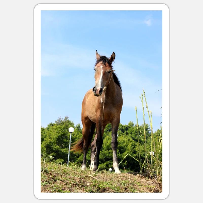 Pferd - Sticker Größe S (10 x 10 cm) - Mattweiß