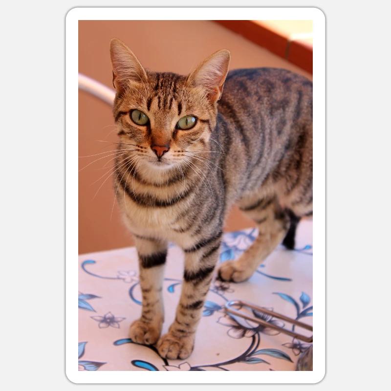 chat, chaton - Sticker taille S (10 x 10 cm) - blanc mat