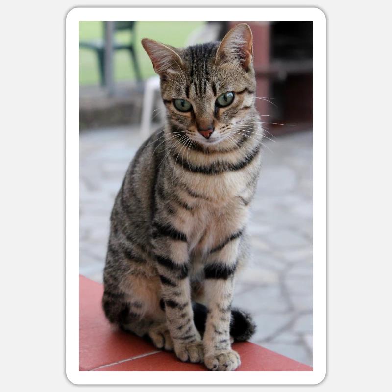 chat, chaton - Sticker taille S (10 x 10 cm) - blanc mat