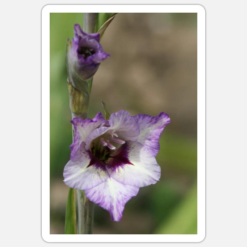 Glaïeul – amidon en fleurs - Sticker taille S (10 x 10 cm) - blanc mat