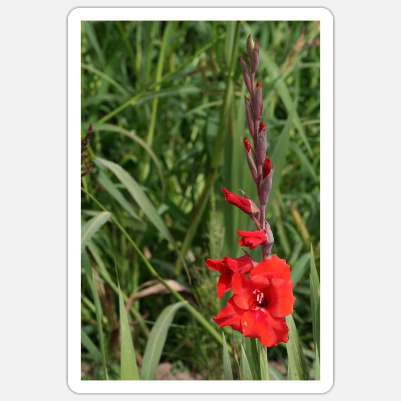Gladiole – Stärke in Blüte - Sticker Größe S (10 x 10 cm) - Mattweiß