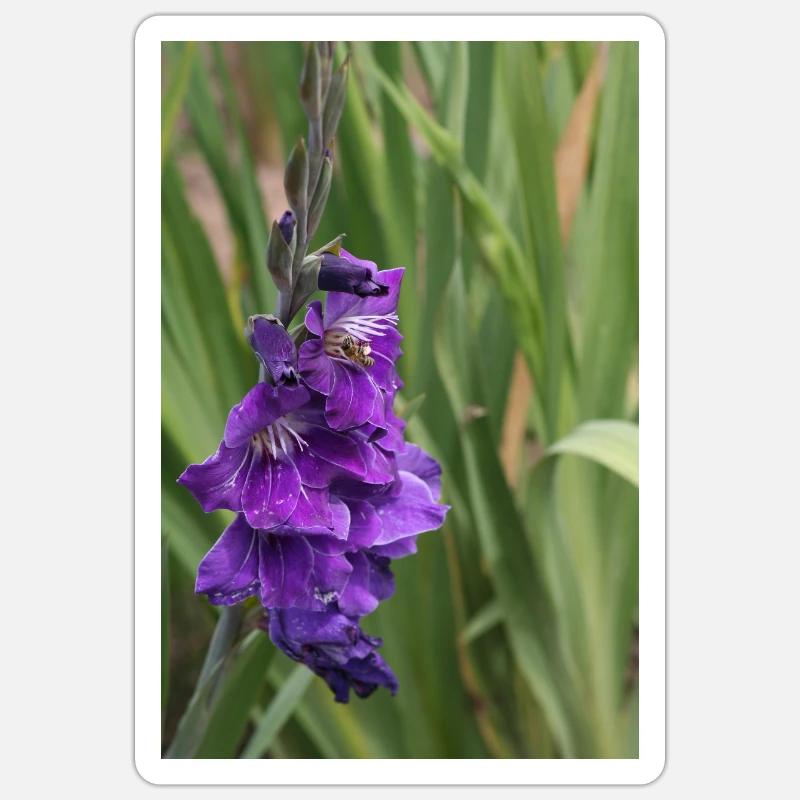 Gladiolus – starch in bloom - Sticker size S (10 x 10 cm) - white matte