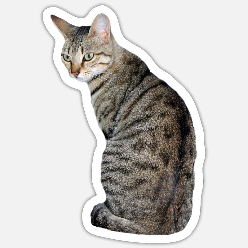 Chat, Chaton, Chat Tigre Sticker taille S (10 x 10 cm)