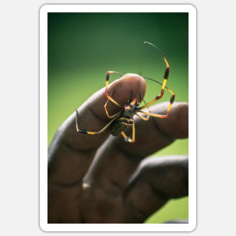 Spinne Sticker Größe S (10 x 10 cm)