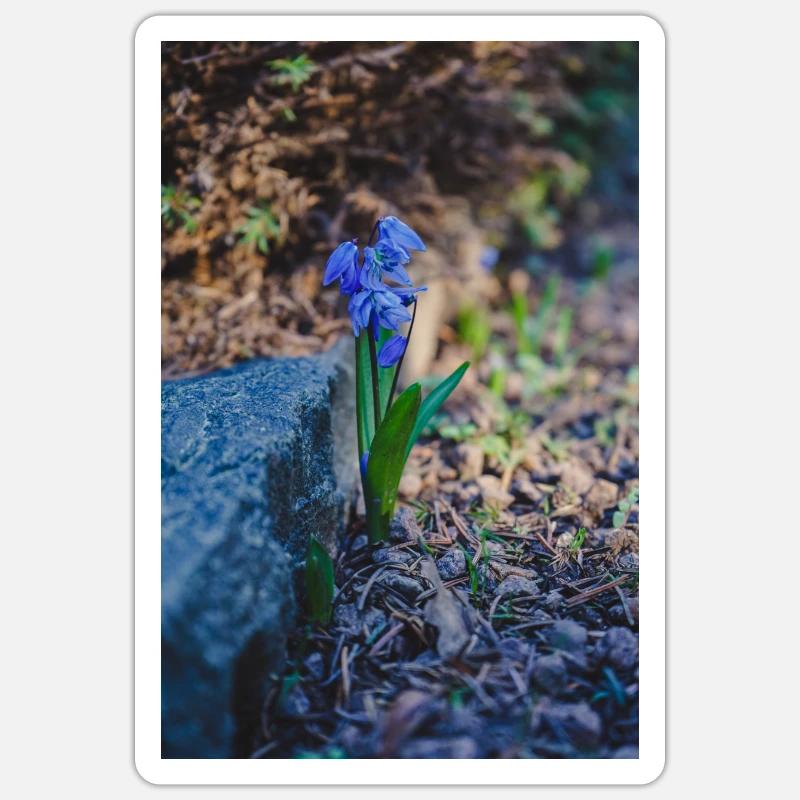 Blaustern Sticker Größe S (10 x 10 cm)