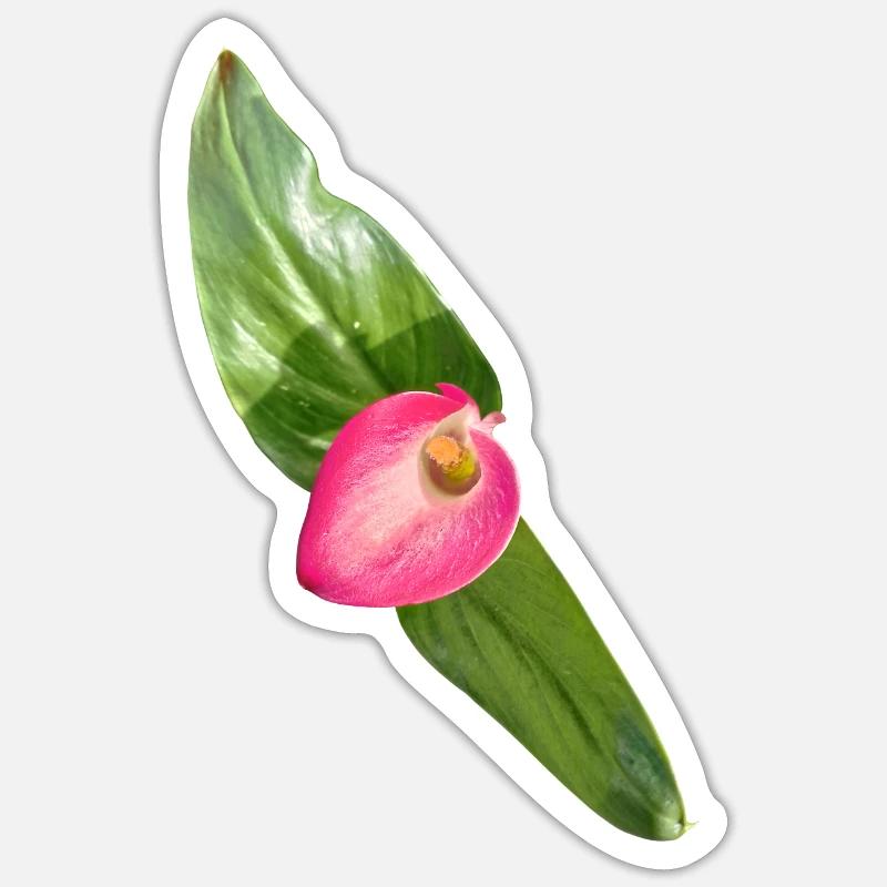 Fleur de Calla Rose - Sticker taille S (10 x 10 cm) - blanc mat