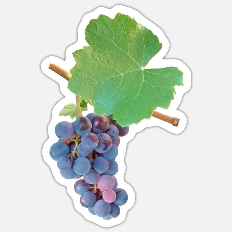 Grapes – fruity elegance - Sticker size S (10 x 10 cm) - white matte