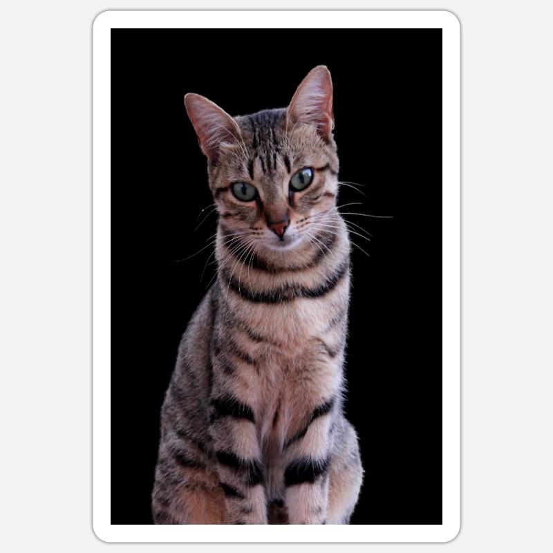 Chat chat chaton doux Sticker taille S (10 x 10 cm)