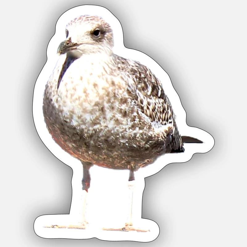 Gull - Sticker size S (10 x 10 cm) - white matte
