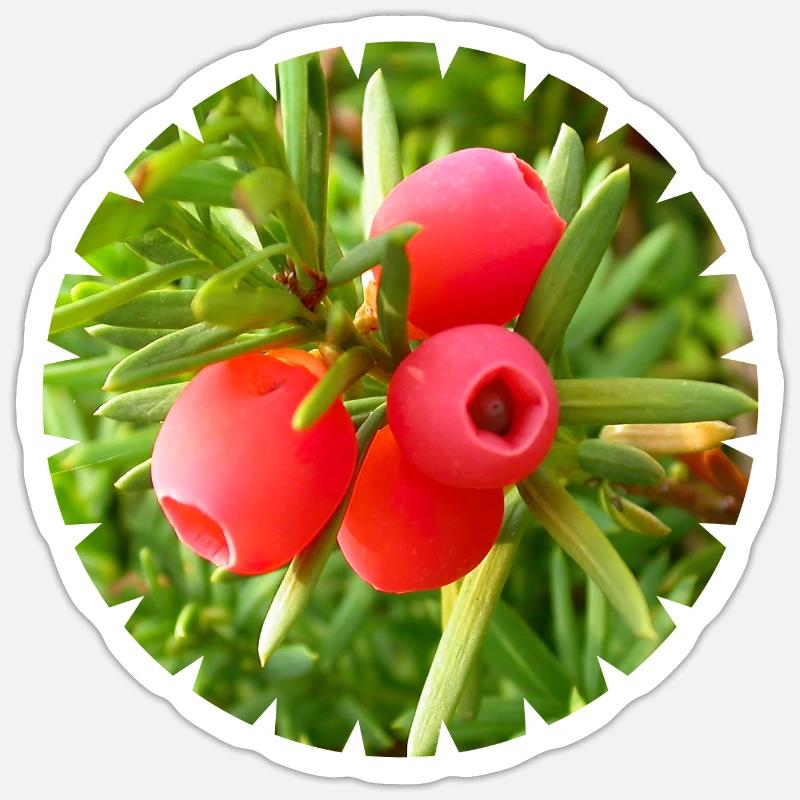 The yew, a native conifer - Sticker size S (10 x 10 cm) - white matte