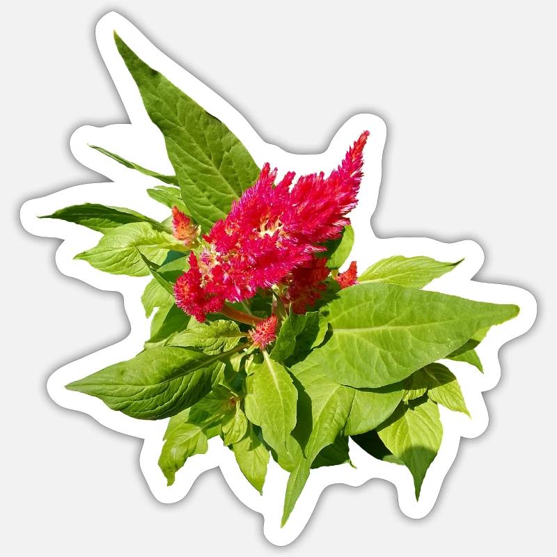 ROTE CELOSIA - Sticker Größe S (10 x 10 cm) - Mattweiß