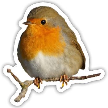Robin sitting on branch - Sticker size S (10 x 10 cm) - white matte - Front