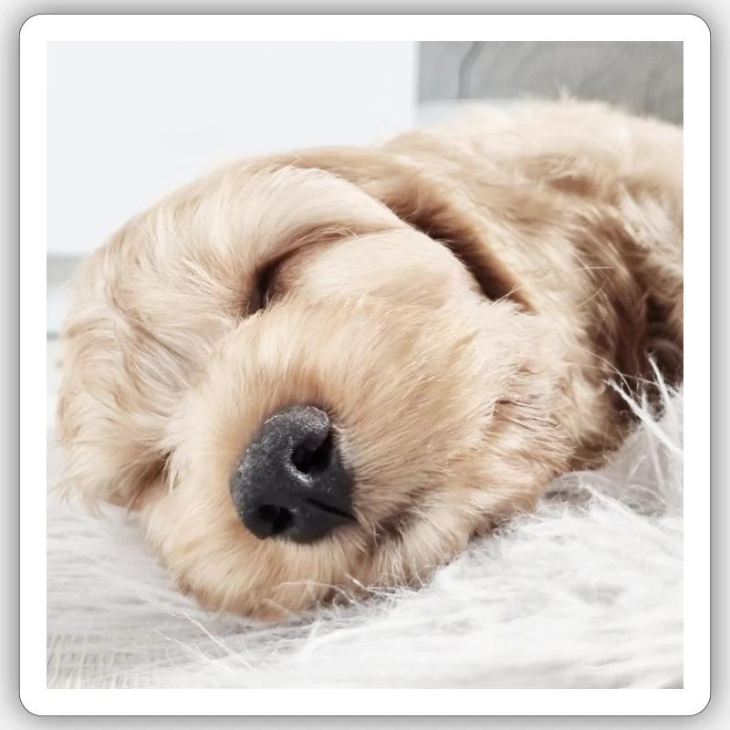 BabyNachoHell Sticker Größe S (10 x 10 cm)