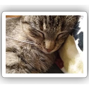chat, cocur, chatte - Sticker taille S (10 x 10 cm) - blanc mat - Devant