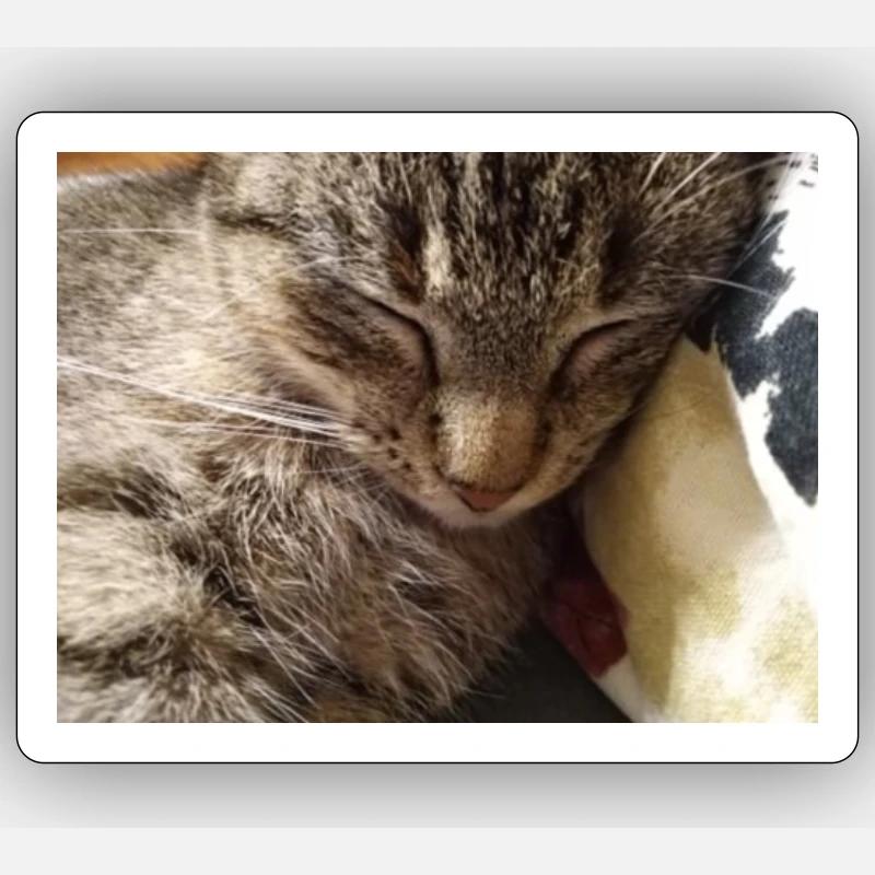 cat, kitten, kitty Sticker size S (10 x 10 cm)