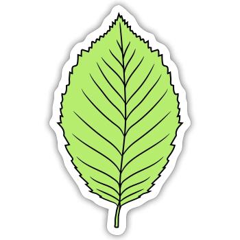 beech leaf tree plant shape clip art design forest - Sticker size S (10 x 10 cm) - white matte - Front
