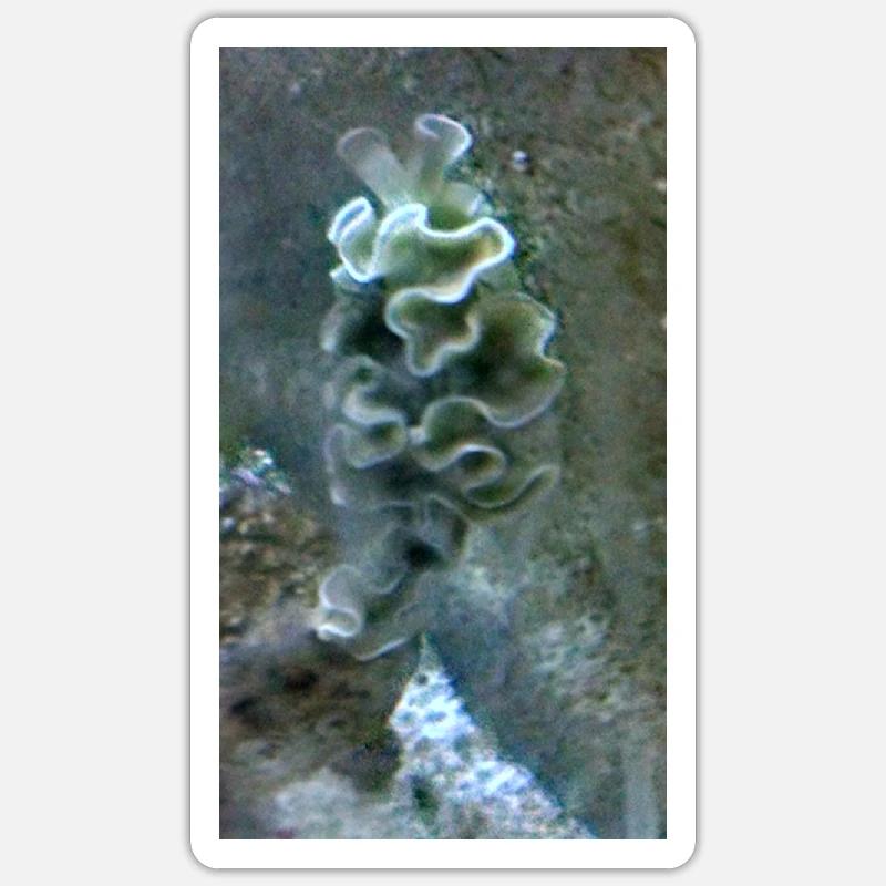 Meeres Schnecke - Sticker Größe S (10 x 10 cm) - Mattweiß